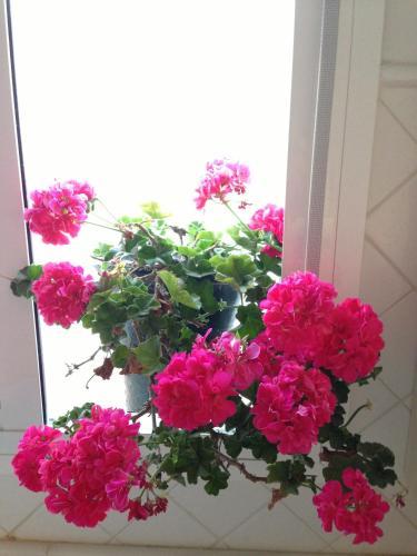 Quartos City Apartments Carmona