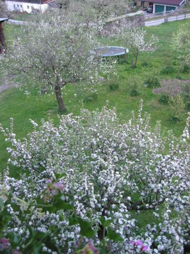 Apartamento Haus Knapp