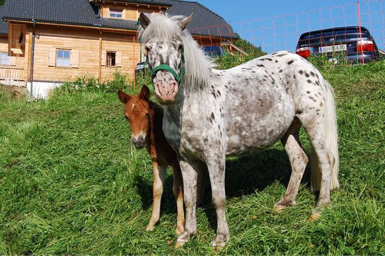 Hotel Almdorf Reiteralm