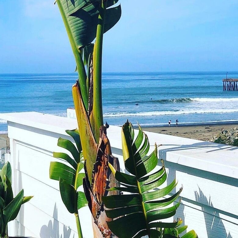 Hotel Pier View Suites