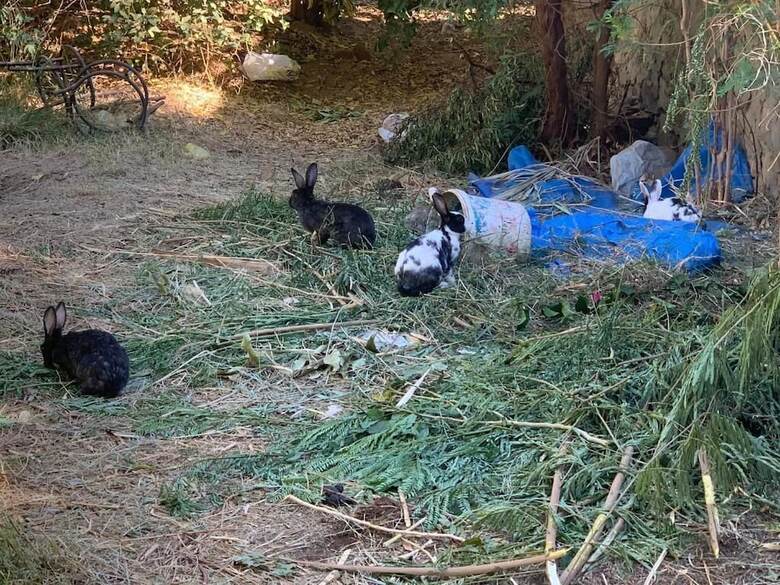 Nubian Farm