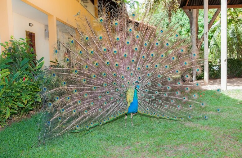 Hotel Eco Pousada Para�so Dos Coqueirais