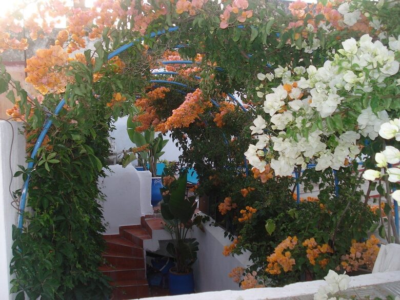 Riad Marlinea