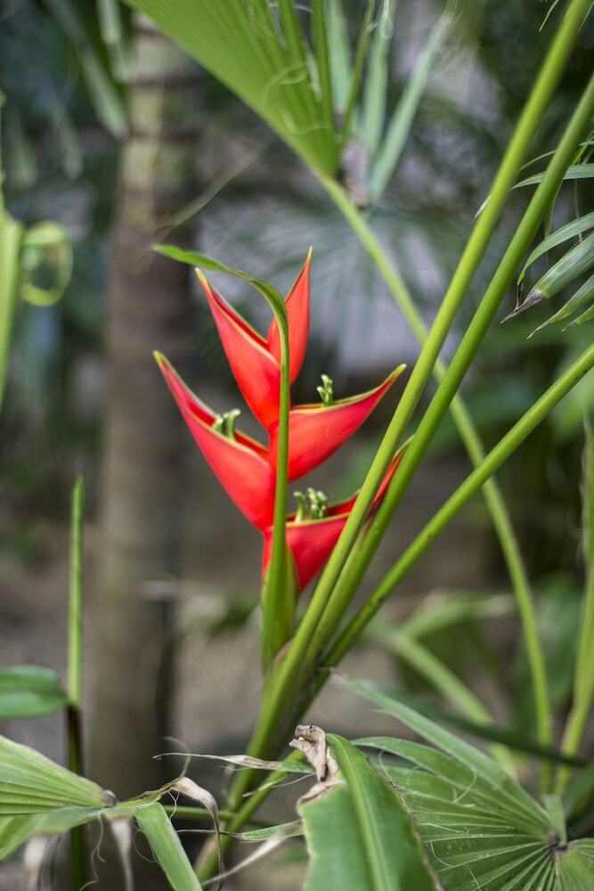 Hotel Orchid House Tulum Jungle