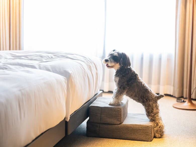 Hotel Anddoggy Kyoto Nijo