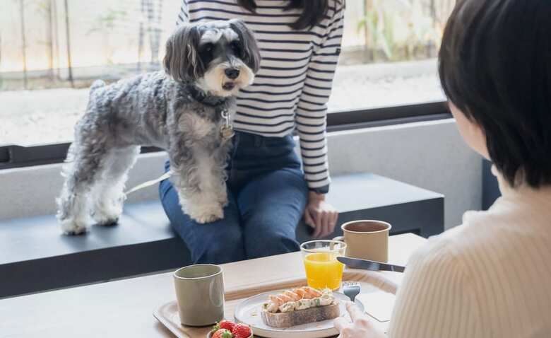 Hotel Anddoggy Kyoto Nijo