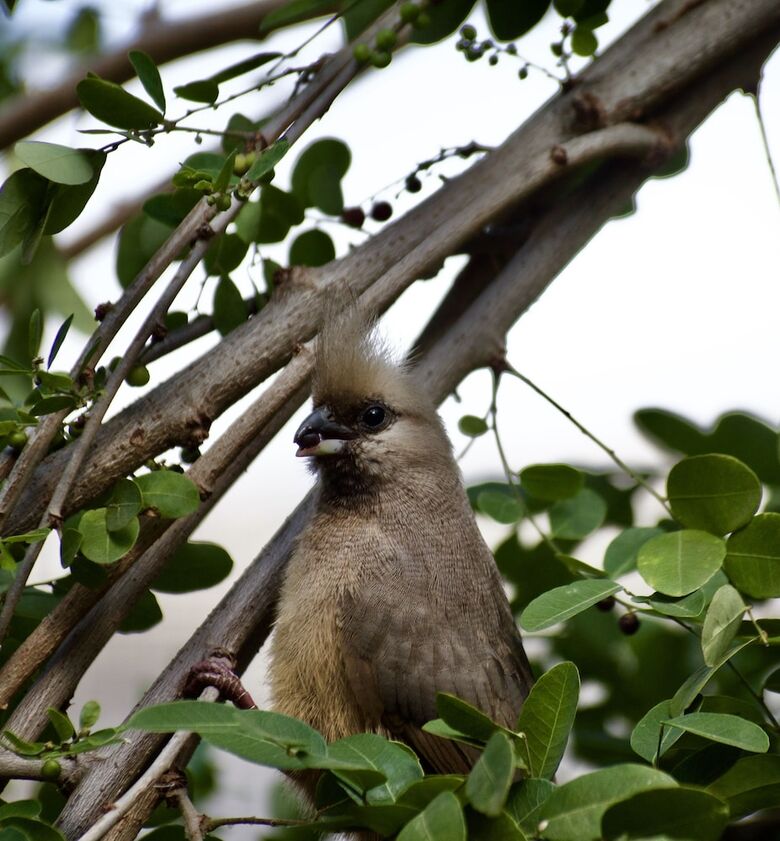Phuti Safari Lodge