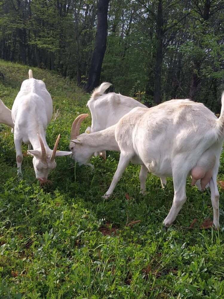 Agroturismo Agriturismo Locanda C� Del Pian