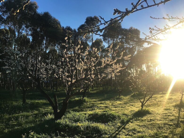 Bed & Breakfast Old Chaff Mill Retreat - - Luxury Vineyard Accommodation