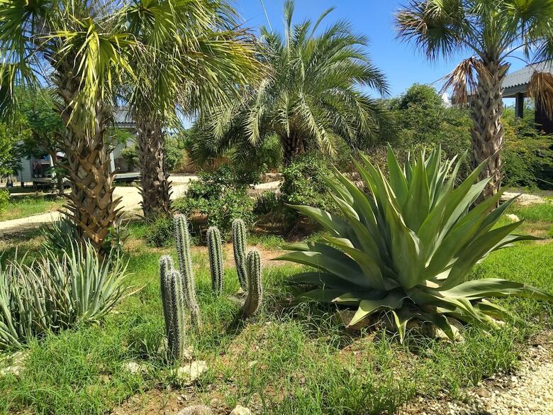 Red Palm Village