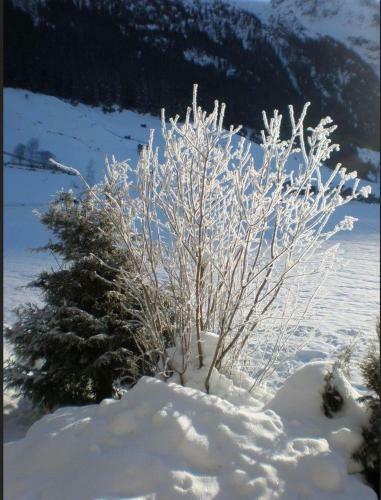 Apartamento Haus Bergfreund