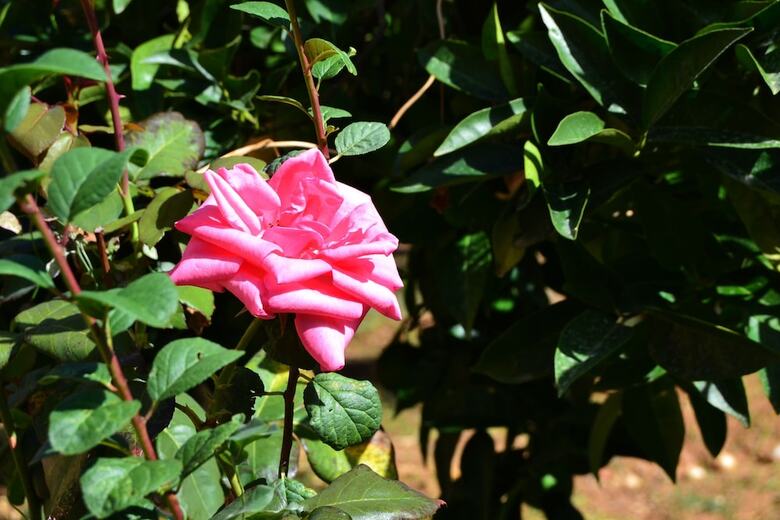 Bed & Breakfast B B S Elia Villa Surrounded By Greenery Inside The Historic Dubini Park