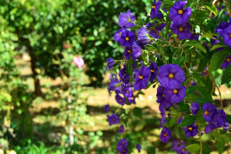 Bed & Breakfast B B S Elia Villa Surrounded By Greenery Inside The Historic Dubini Park