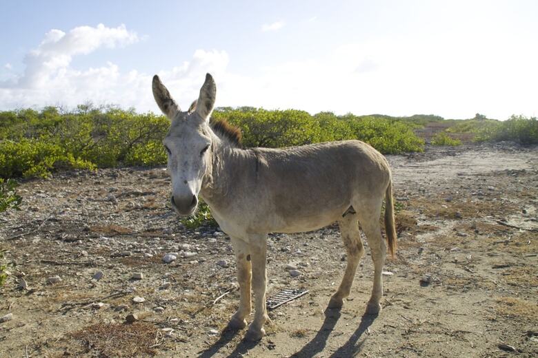 Villa Holiday House Bonaire