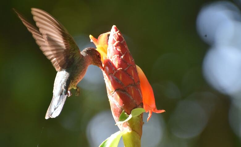 La Ceiba Ecoadventures