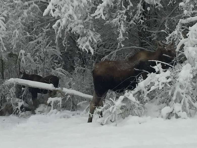 Alaska Grizzly Lodge