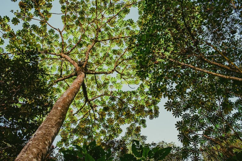 Rupa Rupa High Jungle Eco B&B