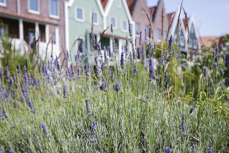 Roompot Hotel Marinapark Volendam