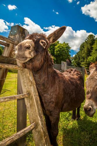 Hostal Landgasthof Und Biobauer L�ckerwirt
