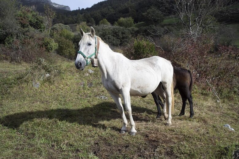 Apartamentos Los Picos De Europa