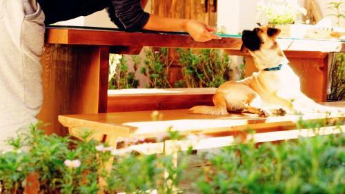 Hostal Shaxi Miss May Hotel