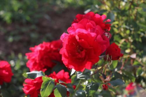 Bed & Breakfast Les Glycines - Domaine Gilles Coperet