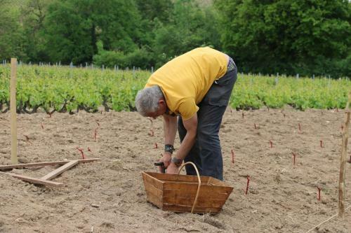 Bed & Breakfast Les Glycines - Domaine Gilles Coperet