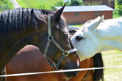 Agroturismo Hotel Horse Riding