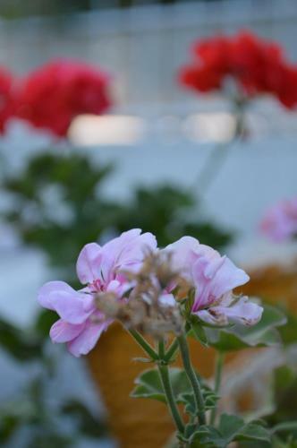 Bed & Breakfast Degirmenli Konak Hotel