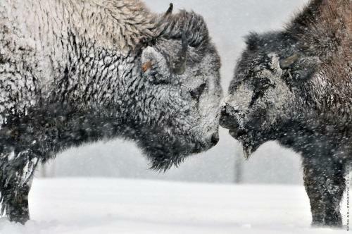 Ranch Des Bisons