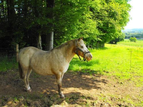 Hostal Ch�teau De Montbrault