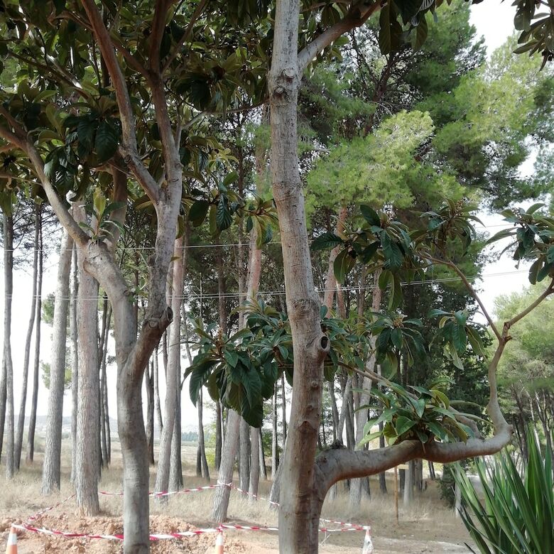Agroturismo Casa Rural "los Pinos"