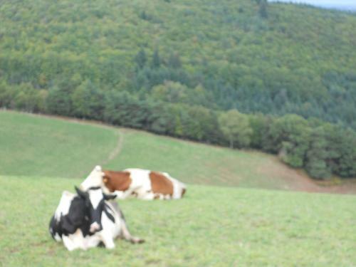 Bed & Breakfast Ch�teau De La Moissetie