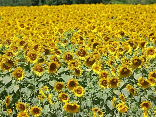 Holiday Home Entre Luberon Et Avignon Islesurla Sorgue