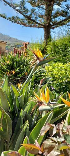Agroturismo Casa Canarina