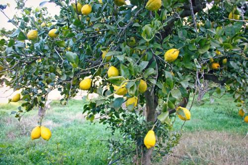 Agroturismo Hort De Mao