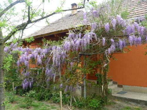 Hostal Vadreg�ny Vend�gh�z