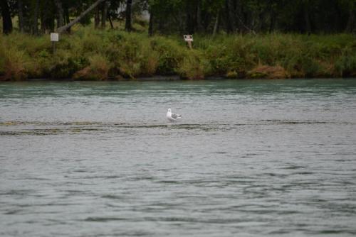 Salmon Catcher Lodge