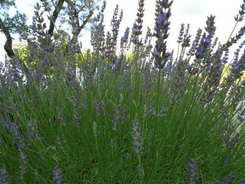 G�te Les Feuilles De Ch�ne