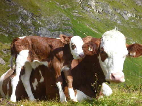 Agroturismo Biohof Maurachgut
