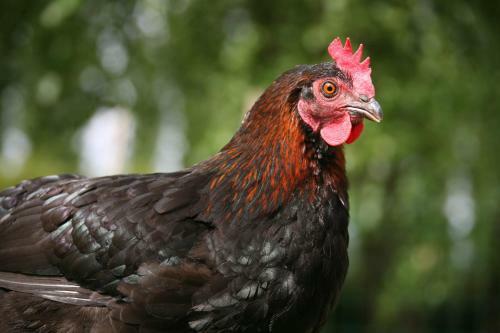 G�te De La Ferme Des Crins Blancs