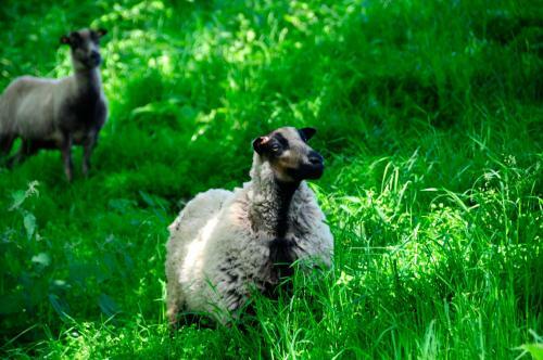 Agroturismo Riding Farm