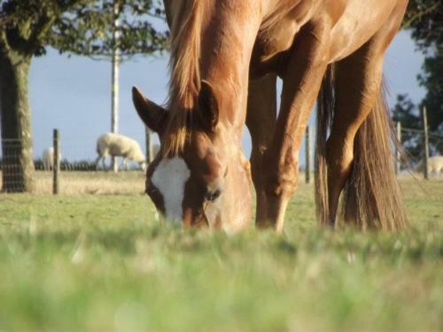 Agroturismo Whitchurch Farm B&B