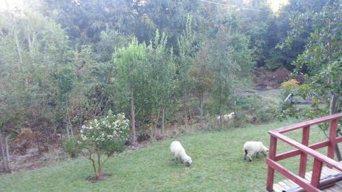 Agroturismo Casas Los Hualles De Co�aripe