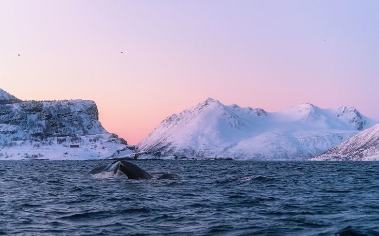 Arctic Panorama Lodge