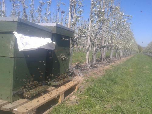 B&B De Fruithoeve