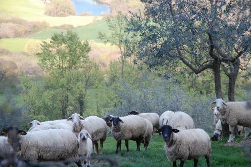 Hostal Agriturismo I Muri