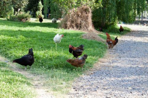 Bed & Breakfast Il Vecchioliveto Di Ornella