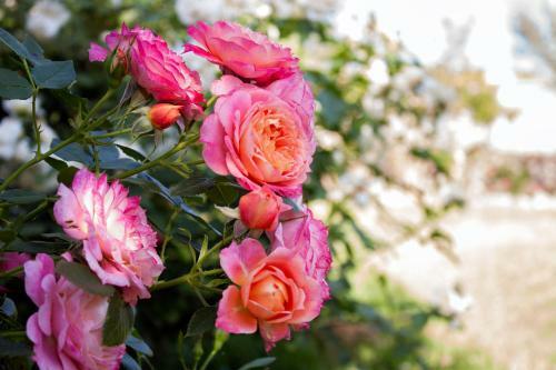 Bed & Breakfast Il Vecchioliveto Di Ornella