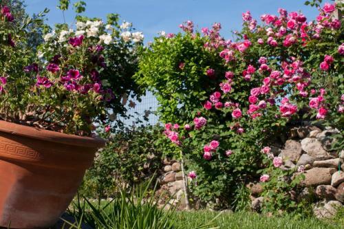 Bed & Breakfast Il Vecchioliveto Di Ornella